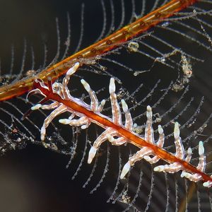 Eubranchus 印度尼西亚 Indonesia , 巴厘岛 Bali , 图蓝本 Tulamben @LazyDiving.com 潜水时光