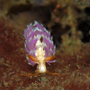 Facelina �印度尼西亚 Indonesia , 巴厘岛 Bali , 图蓝本 Tulamben @LazyDiving.com 潜水时光