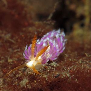 Facelina 印度尼西亚 Indonesia , 巴厘岛 Bali , 图蓝本 Tulamben @LazyDiving.com 潜水时光