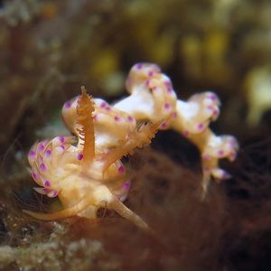 Facelina 印度尼�西亚 Indonesia , 巴厘岛 Bali , 图蓝本 Tulamben @LazyDiving.com 潜水时光