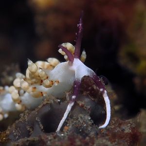 Facelina 印度尼西亚 Indonesia , 巴厘岛 Bali , 图蓝本 Tulamben @LazyDiving.com 潜水时光