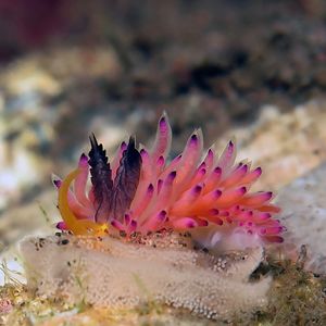 Favorinus mirabilis 印度尼西亚 Indonesia , 巴厘岛 Bali , 图��蓝本 Tulamben @LazyDiving.com 潜水时光