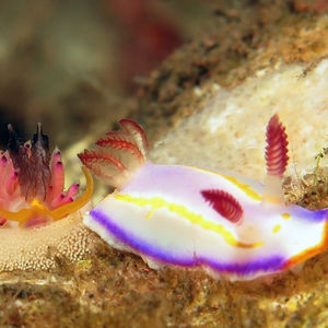 Thorunna florens Thorunna florens 佛罗伦萨多彩海蛞蝓 Indonesia 印度尼西亚 Bali 巴厘岛 Tulamben 图蓝本 @LazyDiving.com 潜水时光