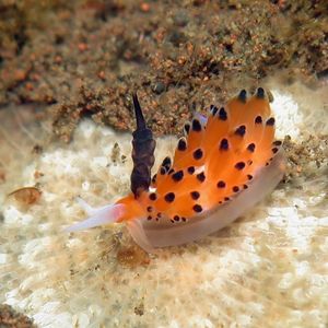 Favorinus tsuruganus Favorinus tsuruganus 敦贺灰翼海蛞蝓 Indonesia 印度尼西亚 Bali 巴厘岛 Tulamben 图蓝本 @LazyDiving.com 潜水时光