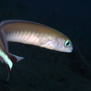 Malacanthus brevirostris 印度尼西亚 Indonesia , 巴厘岛 Bali , 图蓝本 Tulamben @LazyDiving.com 潜水时光