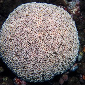 Toxopneustes pileolus 印度尼西亚 Indonesia , 巴厘岛 Bali , 图蓝本 Tulamben @LazyDiving.com 潜水时光