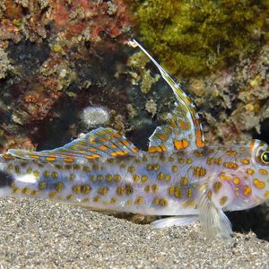 Fusigobius inframaculatus 印度尼西亚 Indonesia , 巴厘岛 Bali , 艾湄湾 Amed Bay @LazyDiving.com 潜水时光