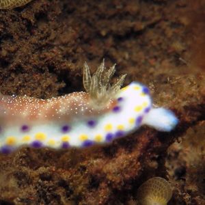 Goniobranchus collingwoodi 印度尼西亚 Indonesia , 巴厘岛 Bali , 图蓝本 Tulamben @LazyDiving.com 潜水��时光