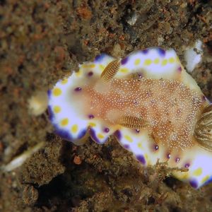 Goniobranchus collingwoodi 印度尼西亚 Indonesia , 巴厘岛 Bali , 图蓝本 Tulamben @LazyDiving.com 潜水时光