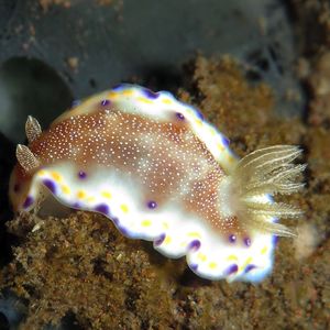 Goniobranchus collingwoodi Goniobranchus collingwoodi 多彩海蛞蝓 Indonesia 印度尼西亚 Bali 巴厘岛 Tulamben 图蓝本 @LazyDiving.com 潜水时光