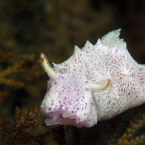 Goniobranchus 印度尼西亚 Indonesia , 巴厘岛 Bali , 图蓝本 Tulamben @LazyDiving.com 潜水时光