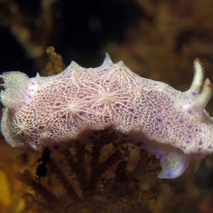 Goniobranchus 印度尼西亚 Indonesia , 巴��厘岛 Bali , 图蓝本 Tulamben @LazyDiving.com 潜水时光