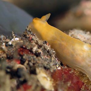 Gymnodoris inornata 印度尼西亚 Indonesia , 巴厘岛 Bali , 图蓝本 Tulamben @LazyDiving.com 潜水时光