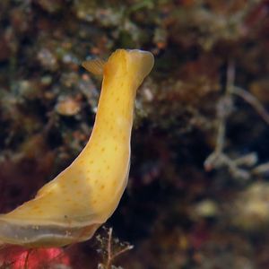 Gymnodoris inornata 印度尼西亚 Indonesia , 巴厘岛 Bali , 图蓝本 Tulamben @LazyDiving.com 潜水时光