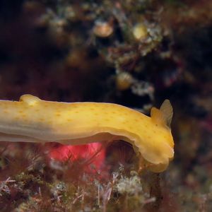 Gymnodoris inornata 印度尼西亚 Indonesia , 巴厘岛 Bali , 图蓝本 Tulamben @LazyDiving.com 潜水时光