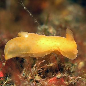 Gymnodoris inornata 印度尼西亚 Indonesia , 巴厘岛 Bali , 图蓝本 Tulamben @LazyDiving.com 潜水时光