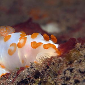 Gymnodoris impudica Gymnodoris impudica 花斑裸鰓海蛞蝓 Indonesia 印度尼西亚 Bali 巴厘岛 Tulamben 图蓝本 @LazyDiving.com 潜水时光