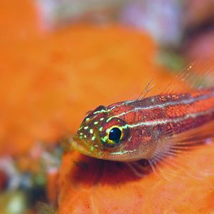 Helcogramma striata Helcogramma striata 条纹弯线鳚 Indonesia 印度尼西亚 Bali 巴厘岛 Amed Bay 巴厘岛艾湄湾 @LazyDiving.com 潜水时光