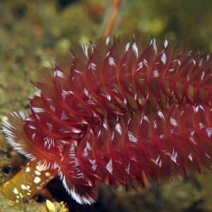 Phoronopsis californica Phoronopsis californica 印度尼西亚 Indonesia , 巴厘岛 Bali , 图蓝本 Tulamben @LazyDiving.com 潜水时光