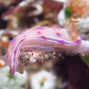 Hexabranchus sanguineus 印度尼西亚 Indonesia , 巴厘岛 Bali , 艾湄湾 Amed Bay @LazyDiving.com 潜水时光