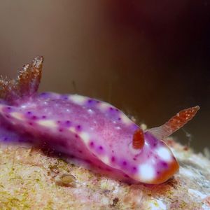 Hypselodoris 印度尼西亚 Indonesia , 安��汶 Ambon @LazyDiving.com 潜水时光