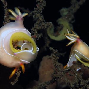 Hypselodoris bullockii 印度尼西亚 Indonesia , 巴厘岛 Bali , 艾湄湾 Amed Bay @LazyDiving.com 潜水时光