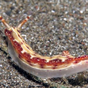 Hypselodoris decorata 印度尼西亚 Indonesia , 巴厘岛 Bali , 艾湄湾 Amed Bay @LazyDiving.com 潜水时光