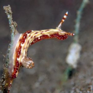 Hypselodoris decorata Hypselodoris decorata 饰纹多彩海蛞蝓 Indonesia 印度尼西亚 Bali 巴厘岛 Amed Bay 巴厘岛艾湄湾 @LazyDiving.com 潜水时光