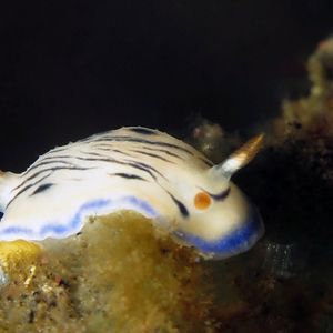 Hypselodoris maritima Hypselodoris maritima 海洋多彩海蛞蝓 Indonesia 印度尼西亚 Bali 巴厘岛 Tulamben 图蓝本 @LazyDiving.com 潜水时光