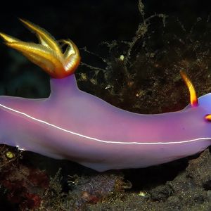 Hypselodoris melanesica Hypselodoris melanesica 多彩海蛞蝓 Indonesia 印度尼西亚 Bali 巴厘岛 Tulamben 图蓝本 @LazyDiving.com 潜水时光