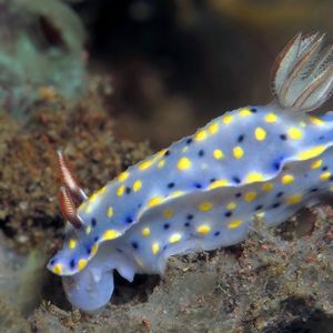 Hypselodoris roo 印度尼西亚 Indonesia , 巴厘岛 Bali , 图蓝本 Tulamben @LazyDiving.com 潜水时光