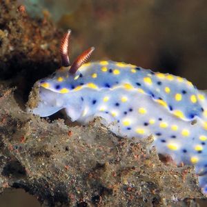 Hypselodoris roo Hypselodoris roo 袋鼠多彩海蛞蝓 Indonesia 印度尼西亚 Bali 巴厘岛 Tulamben 图蓝本 @LazyDiving.com 潜水时光