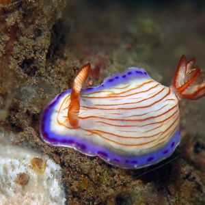 Hypselodoris katherinae 印度尼西亚 Indonesia , 巴厘岛 Bali , 图蓝本 Tulamben @LazyDiving.com 潜水时光