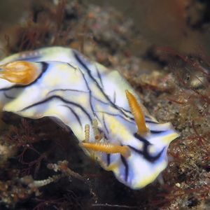 Hypselodoris zephyra 印度��尼西亚 Indonesia , 巴厘岛 Bali , 图蓝本 Tulamben @LazyDiving.com 潜水时光