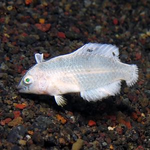 Iniistius aneitensis 印度尼西亚 Indonesia , 巴厘岛 Bali , 艾湄湾 Amed Bay @LazyDiving.com 潜水时光