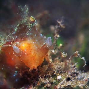 Notobryon wardi ��印度尼西亚 Indonesia , 巴厘岛 Bali , 艾湄湾 Amed Bay @LazyDiving.com 潜水时光