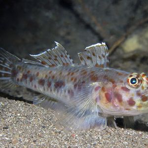 Fusigobius maximus 印度尼西亚 Indonesia , 巴厘岛 Bali , 艾湄湾 Amed Bay @LazyDiving.com 潜水时光