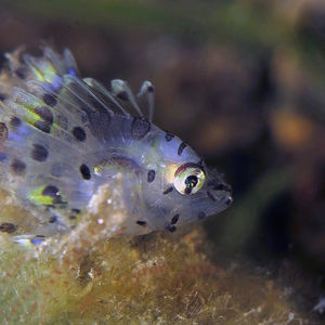 Pterois 印度尼西亚 Indonesia , 巴厘岛 Bali , 艾湄湾 Amed Bay @LazyDiving.com 潜水时光