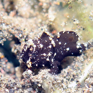 Nudiantennarius subteres 印度尼西亚 Indonesia , 巴厘岛 Bali , 艾湄湾 Amed Bay @LazyDiving.com 潜水时光