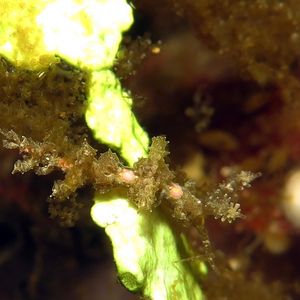 Limenandra confusa 印度尼西亚 Indonesia , 巴厘岛 Bali , 图蓝本 Tulamben @LazyDiving.com 潜水时光