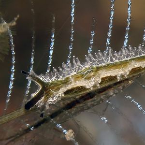 Lomanotus vermiformis 印度尼西亚 Indonesia , 巴厘岛 Bali , 艾湄湾 Amed Bay @LazyDiving.com 潜水时光