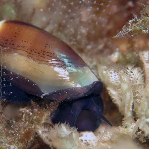 Luria isabella Luria isabella 雨丝宝螺 Indonesia 印度尼西亚 Bali 巴厘岛 Tulamben 图蓝本 @LazyDiving.com 潜水时光