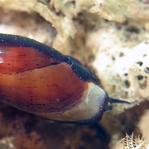 Luria isabella Luria isabella 雨丝宝螺 Indonesia 印度尼西亚 Bali 巴厘岛 Tulamben 图蓝本 @LazyDiving.com 潜水时光