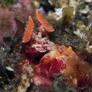 Lysiosquilloides mapia Lysiosquilloides mapia 攋尿虾 Indonesia 印度尼西亚 Bali 巴厘岛 Tulamben 图蓝本 @LazyDiving.com 潜水时光