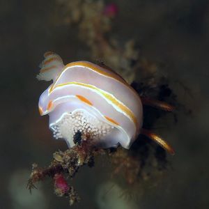 Mexichromis trilineata 印度尼西亚 Indonesia , 巴厘岛 Bali , 图蓝本 Tulamben @LazyDiving.com 潜水时光