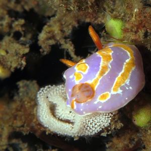 Mexichromis trilineata 印度尼西亚 Indonesia , 巴厘岛 Bali , 图蓝本 Tulamben @LazyDiving.com 潜水时光