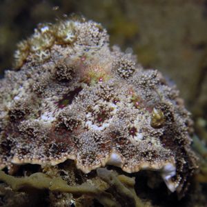 Miamira miamirana 印度尼西亚 Indonesia , 安汶 Ambon @LazyDiving.com 潜水时光