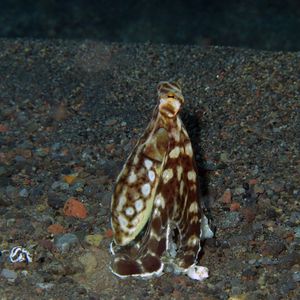 Thaumoctopus mimicus 印度尼西亚 Indonesia , 巴厘岛 Bali , 艾�湄湾 Amed Bay @LazyDiving.com 潜水时光