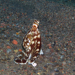 Thaumoctopus mimicus 印度尼西亚 Indonesia , 巴厘岛 Bali , 艾湄湾 Amed Bay @LazyDiving.com 潜水时光