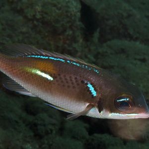 Scolopsis xenochrous 印度尼西亚 Indonesia , 巴厘岛 Bali , 图蓝本 Tulamben @LazyDiving.com 潜水时光